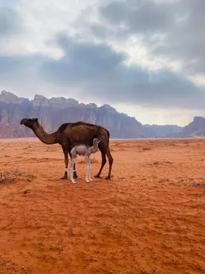 a camel and its baby standing in the desert at Wadi rum Moon Iight Camp in Wadi Rum