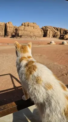 a cat standing on its hind legs looking at the desert at Bubble RumCamp in Wadi Rum