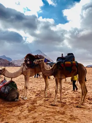 a group of three camels standing in the desert at wadi rum land mars in Wadi Rum