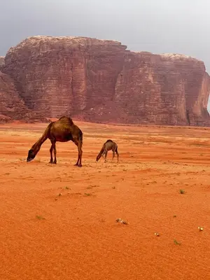 two horses in the desert with a mountain in the background at Wadi Rum Oryx Hostel & Tours in Wadi Rum