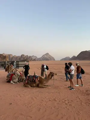 a group of people with camels in the desert at Wadi Rum Magic Camp in Wadi Rum