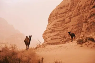 two animals walking in the sand in the desert at The sun of Wadi Rum in Wadi Rum