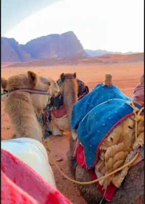 a group of camels standing in the desert at Enad desert camp in Wadi Rum