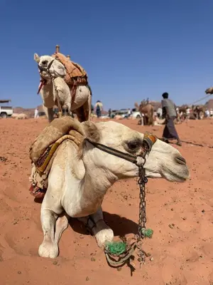 a camel laying on the ground with a chain at Enad desert camp in Wadi Rum