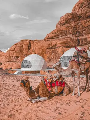 two camels in the desert with a building in the background at Allen Luxury Wadi Rum in Wadi Rum