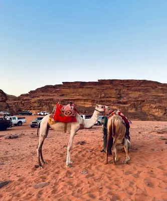 a camel and a calf standing in the desert at Rum Awaad luxury camp in Wadi Rum