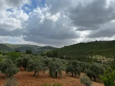a field of trees with mountains in the background at Oak Farm مزرعة الملّول in Ajloun