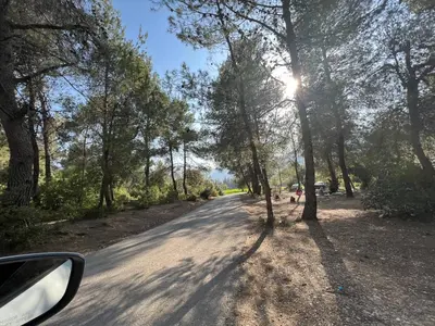 a car driving down a road with trees on the side at Oak Farm مزرعة الملّول in Ajloun