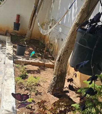 a garden with a tree and a bucket on the side of a building at Mango Haus in Aqaba