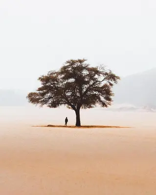 a person standing under a tree in the desert at WADi RUM LUXURY RITZ in Wadi Rum