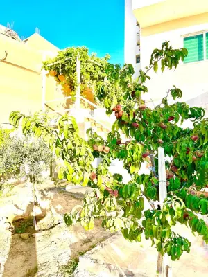 a tree with fruit on it in a garden at RoadHouse - Petra in Wadi Musa
