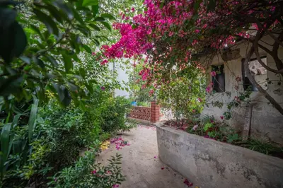 a garden with pink flowers on a building at Central house with beautiful garden in Amman