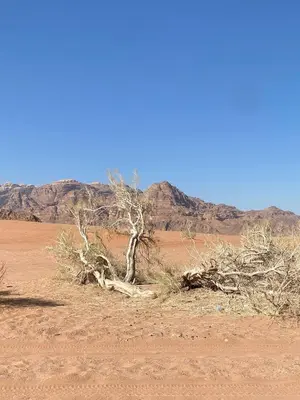 a dead tree in the middle of the desert at wadirumtours&camp in Wadi Rum